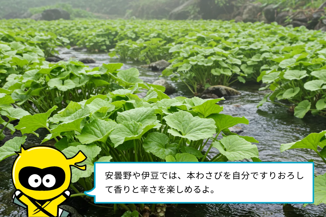安曇野や伊豆では、本わさびを自分ですりおろして香りと辛さを楽しめるよ。