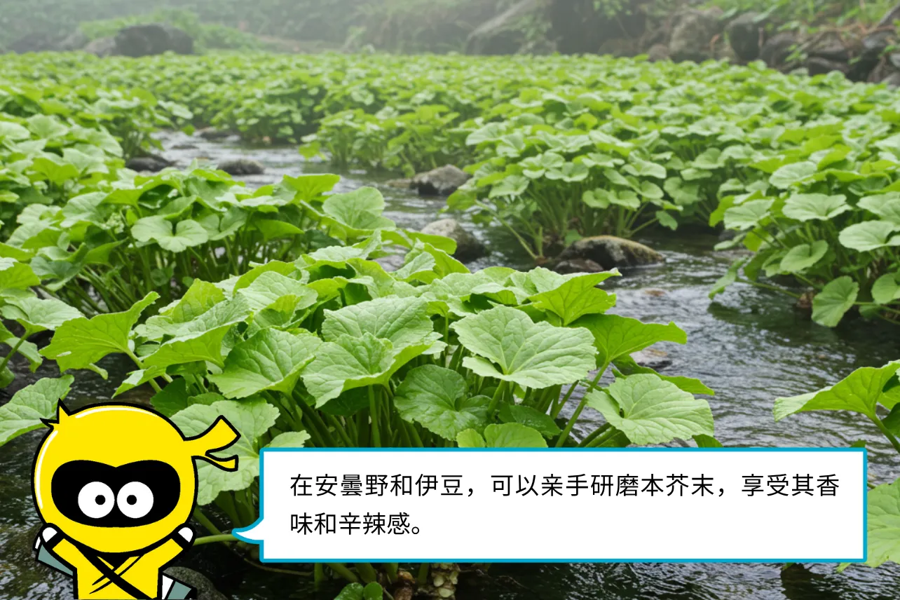 在安曇野和伊豆，可以来手研磨本芥末，享受其香味和辛辣感。